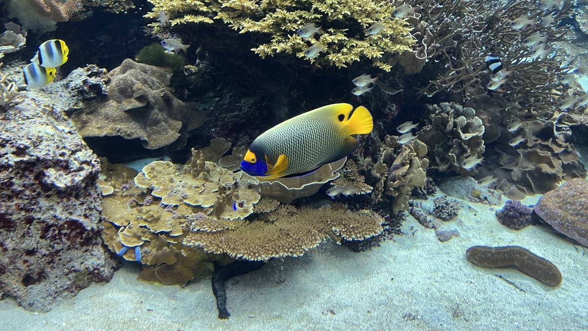 ปลาสีเหลืองและสีน้ำเงินในโซนแนวปะการัง