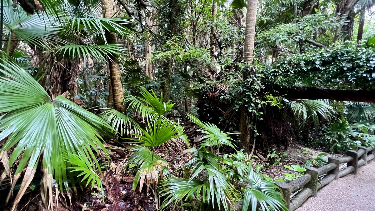 青島特有の濃い緑に包まれた御成道の風景 木々が生い茂る南国の小径