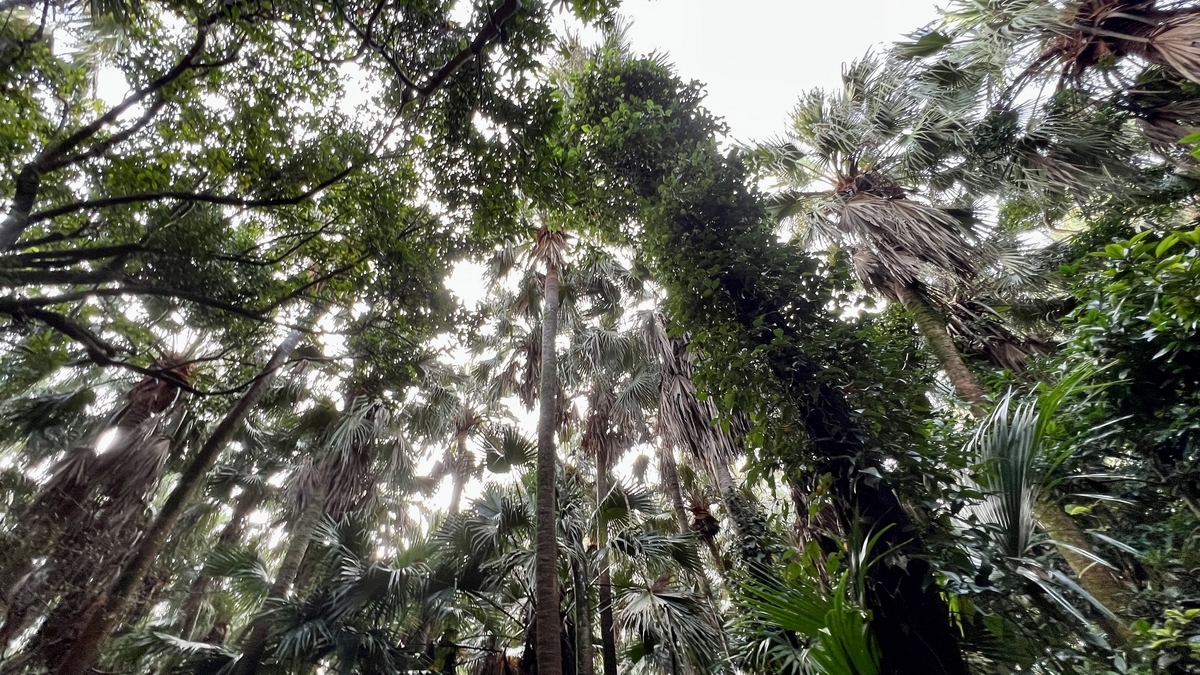 高く伸びた亜熱帯植物の樹冠越しに光が差し込む御成道の景色