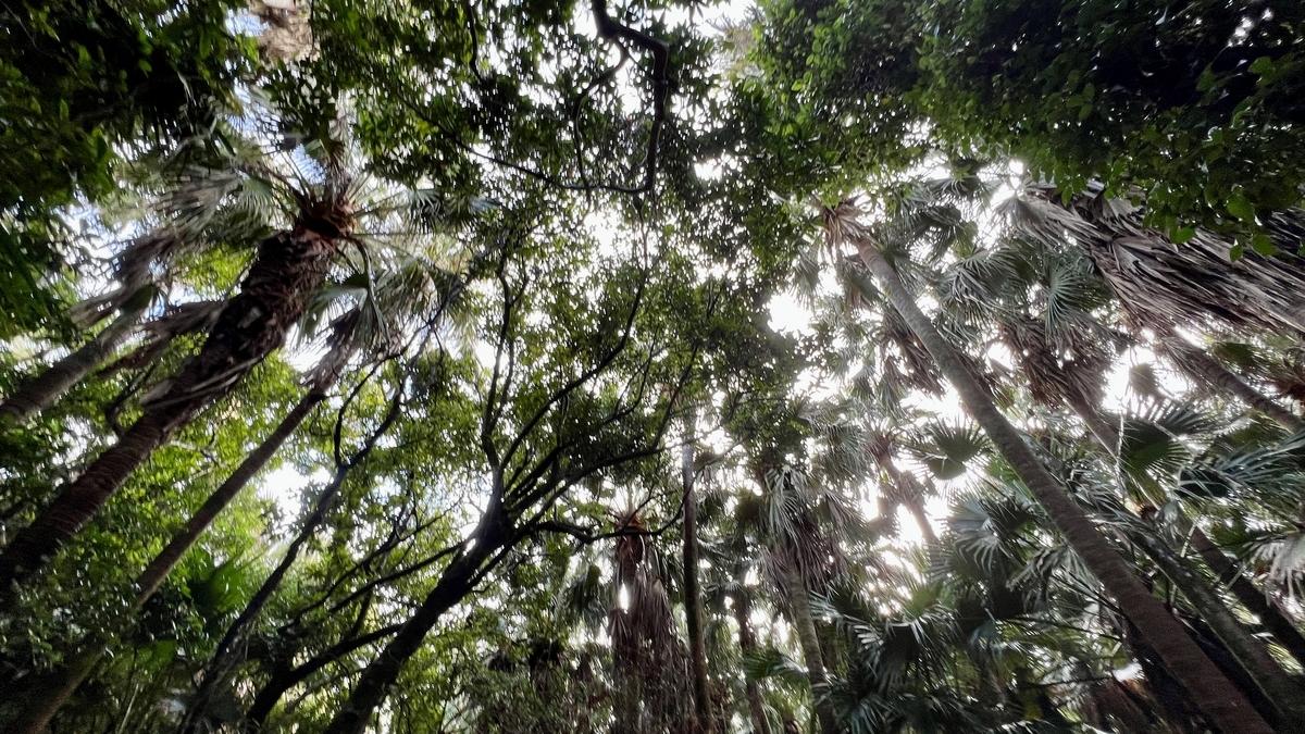 木漏れ日が広がる亜熱帯植物の森を見上げた風景 御成道の神秘的な雰囲気