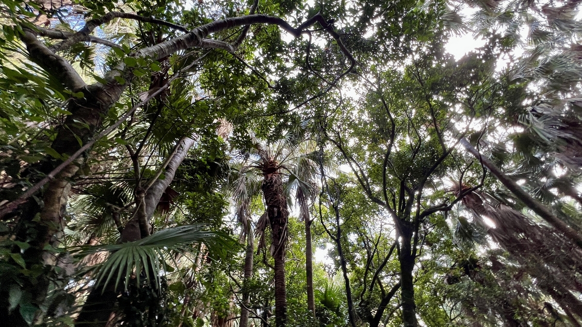 太陽の光が密集した樹々に反射する御成道の森を見上げた様子