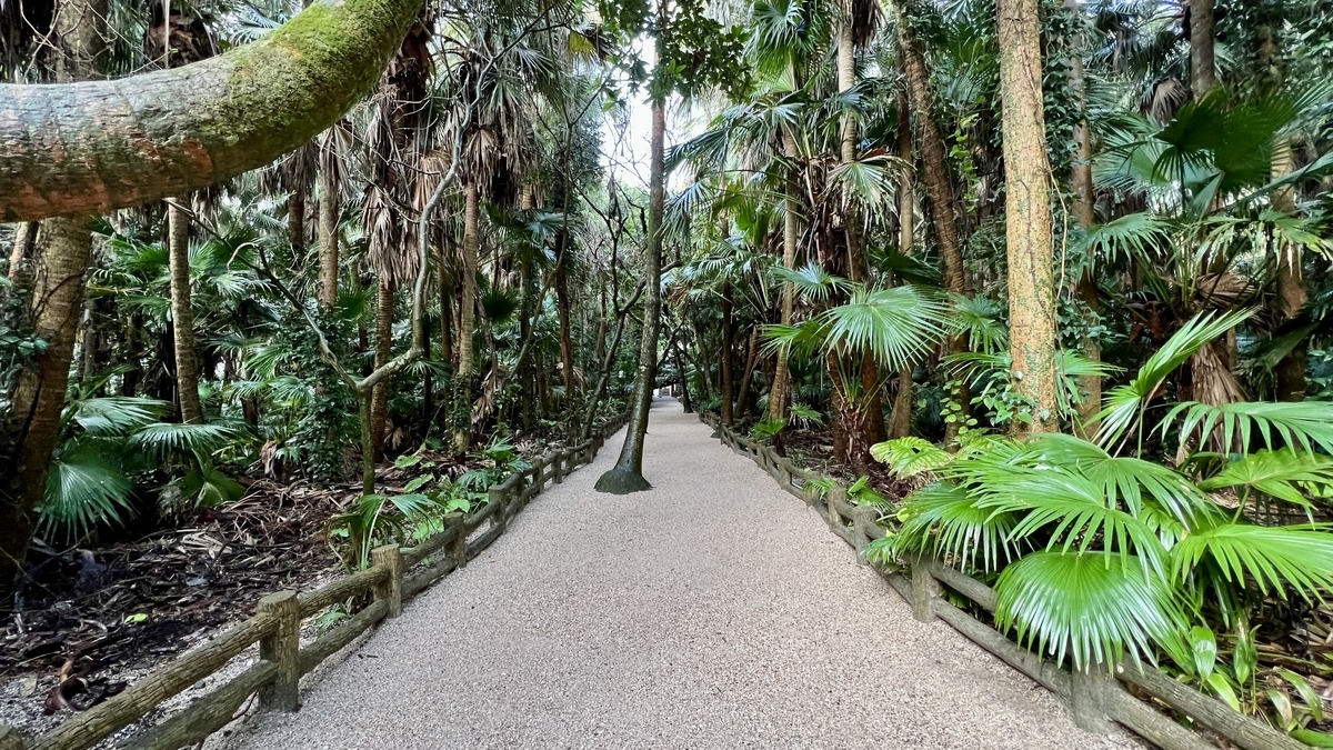 亜熱帯植物が生い茂る道が奥へと続く青島の散策路 南国らしい植物に囲まれた静かな小道