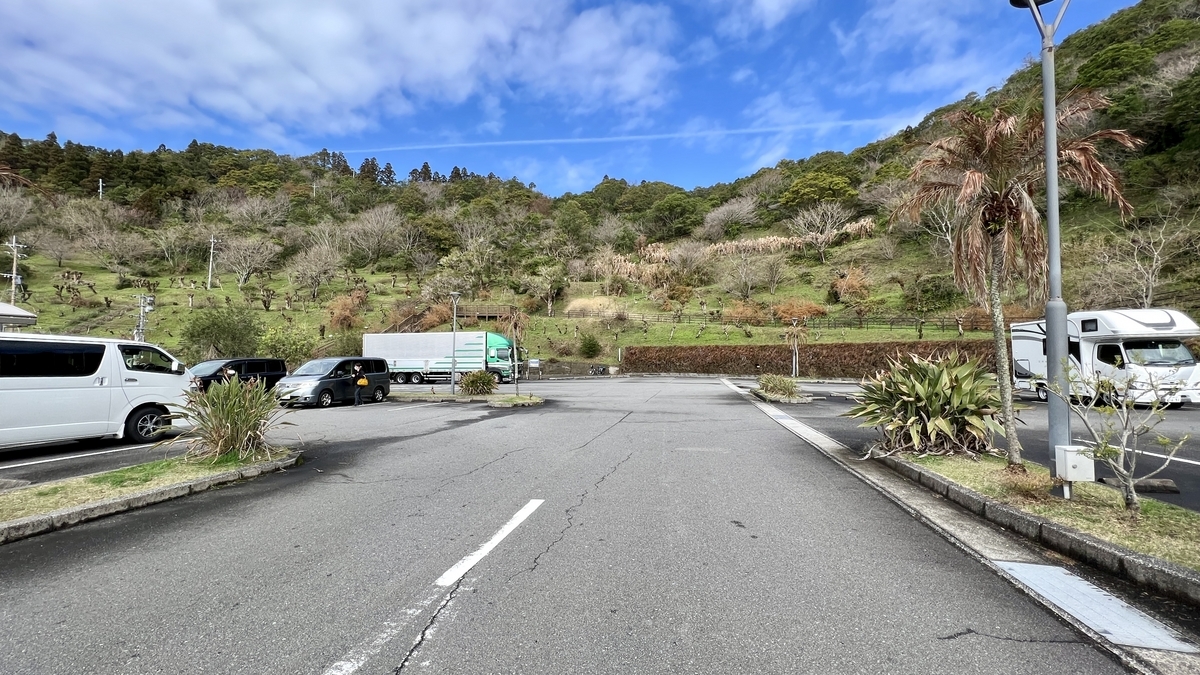 フェニックスの木が並ぶ南国らしい道路と海岸線の風景