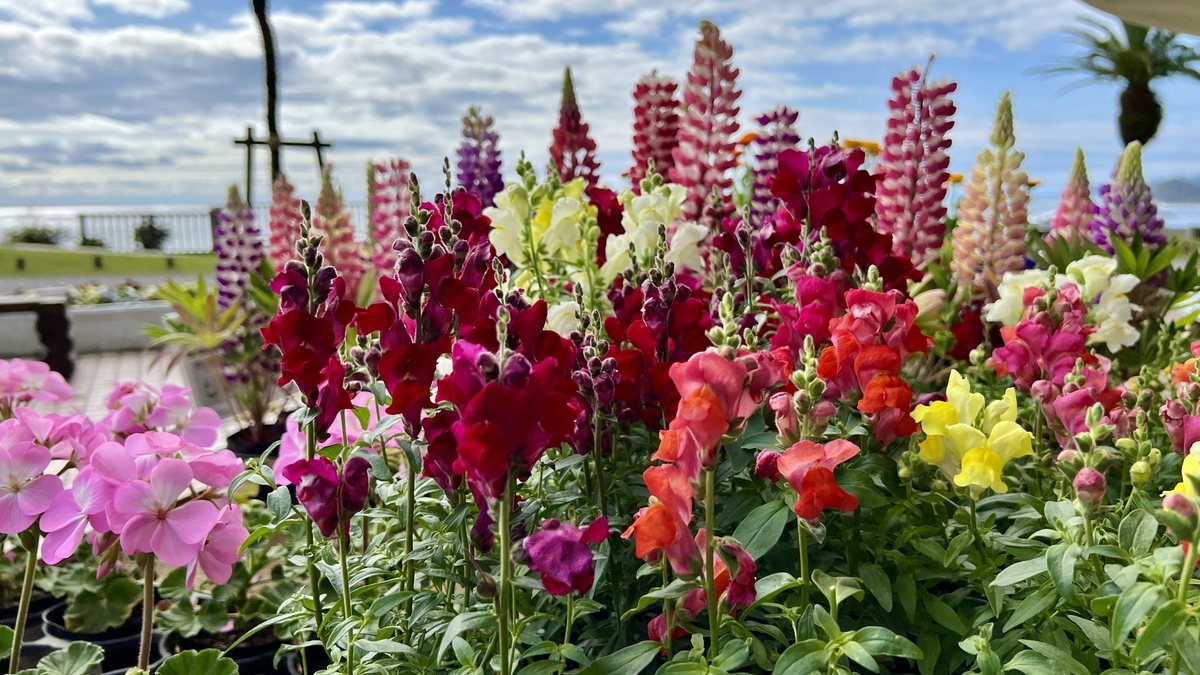 観光物産館入り口周辺に並ぶ南国の花々と明るい雰囲気のエントランス