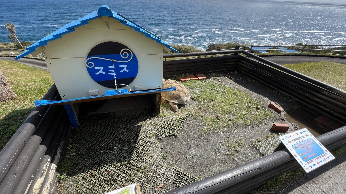 小屋のそばに佇むリクガメの姿