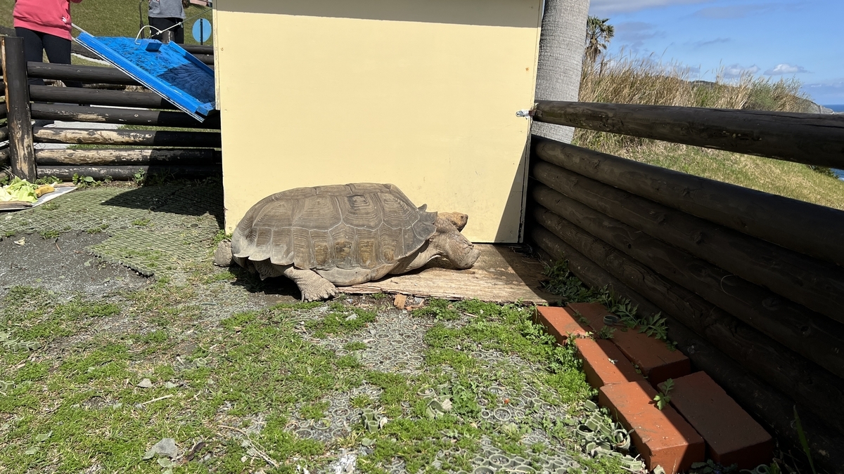 岩場のそばで休むリクガメの様子