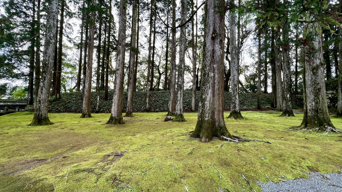 ทางเดินที่เงียบสงบพร้อมซีดาร์โอบิและพรมมอส