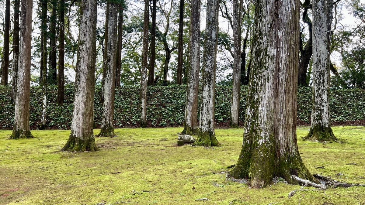 ต้นซีดาร์และพื้นสีเขียวทางด้านซ้ายของมาสึกาตะโคกุจิ