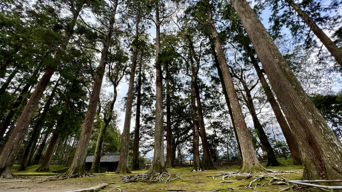 ทิวทัศน์ลึกลับของป้อมหลักเดิมพร้อมป่าซีดาร์และมอสที่แผ่กระจาย