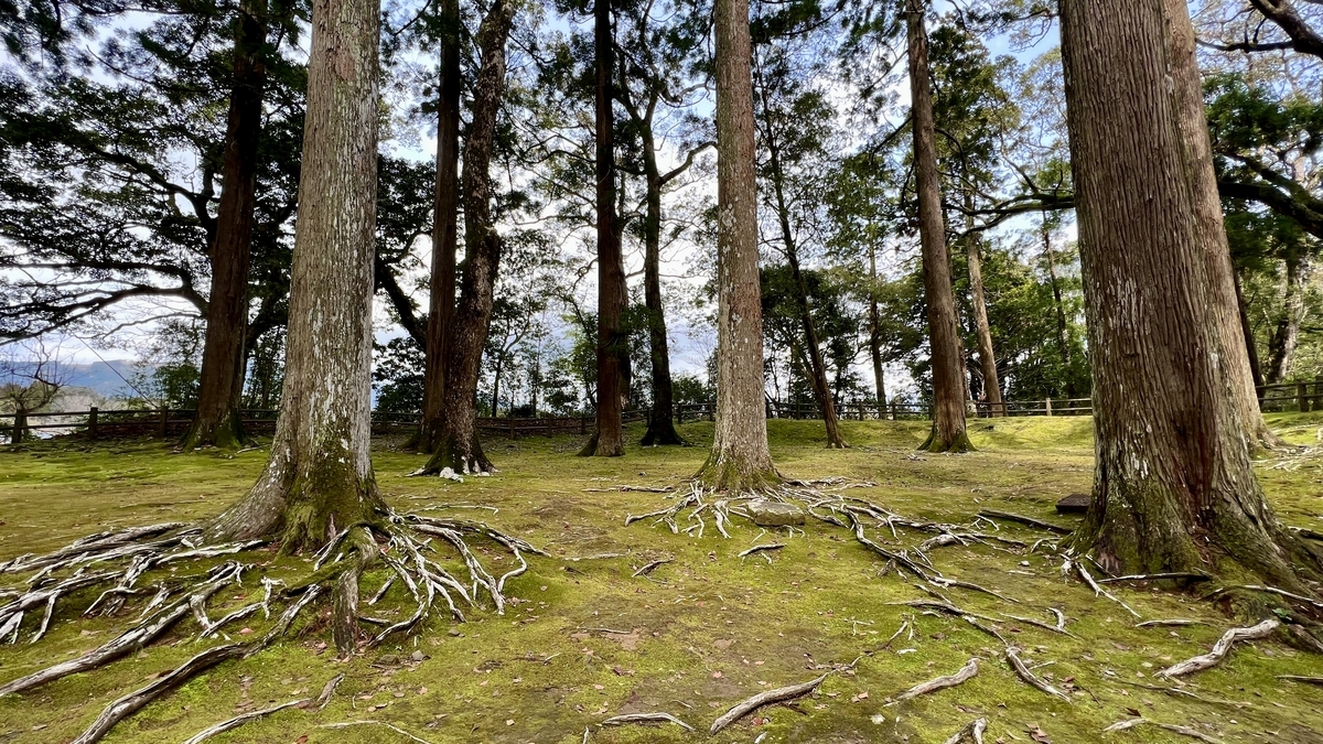 พื้นปกคลุมมอสกว้างพร้อมซีดาร์โอบิสูงตระหง่านเรียงแถว