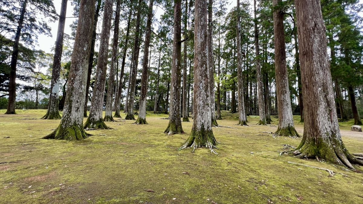 พื้นปกคลุมมอสพร้อมซีดาร์โอบิยืนหนาแน่นเหมือนเสา