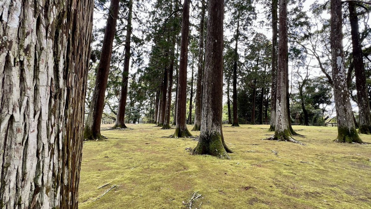 บรรยากาศสงบที่ป้อมหลักเดิมพร้อมซีดาร์โอบิเรียงแถวและความเขียวขจีแผ่กระจาย