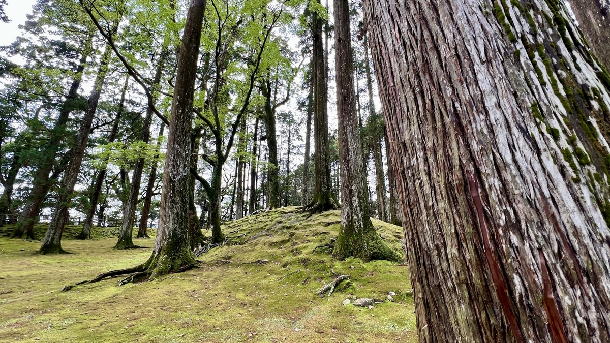 พื้นที่ลึกลับพร้อมพื้นปกคลุมมอสและต้นซีดาร์ดำเนินต่อ