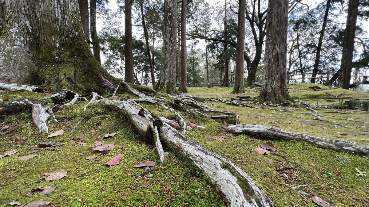 ธรรมชาติที่สวยงามของป้อมหลักเดิมพร้อมป่าซีดาร์และพื้นมอสที่กลมกลืนกัน