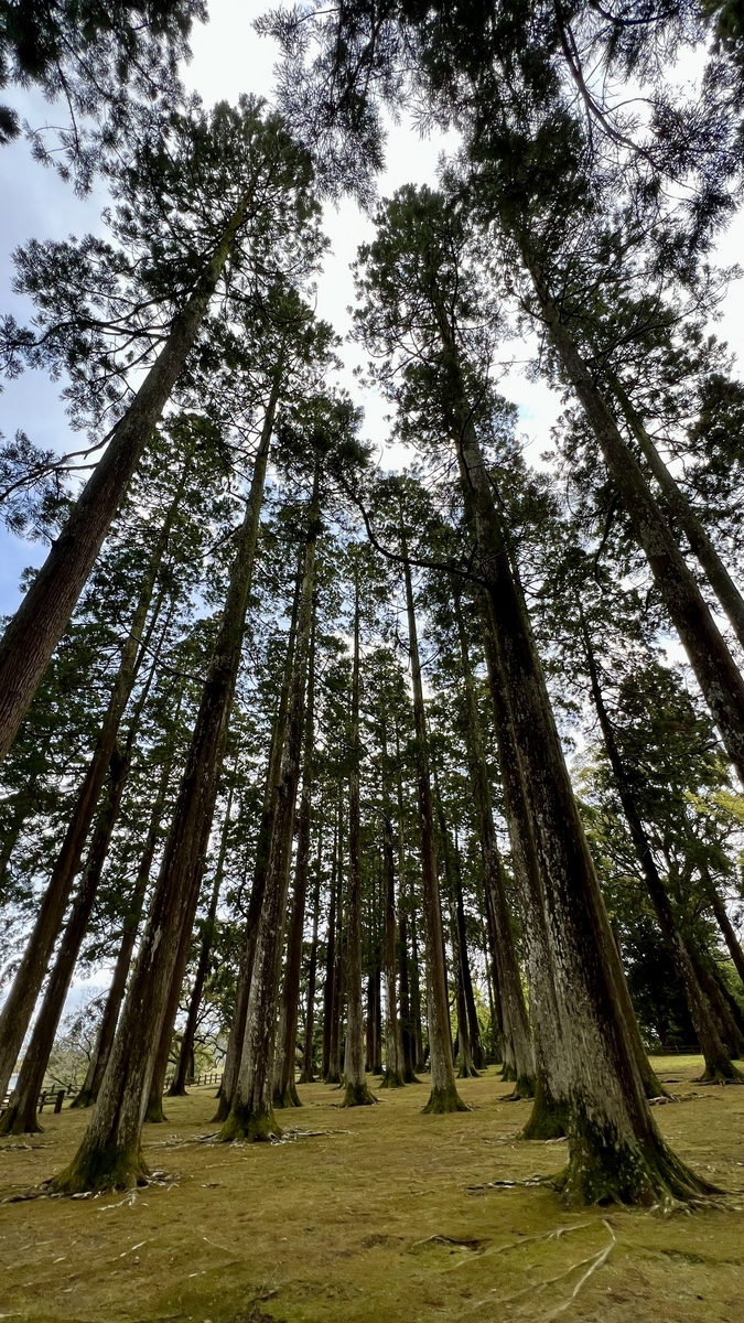 พื้นที่ลึกลับของป่าซีดาร์โอบิสูงและมอสที่แผ่กระจาย