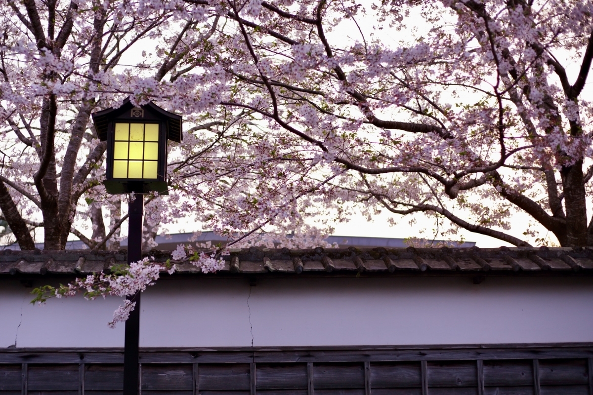 満開の桜越しに瓦屋根と灯りが映り城下町の春景色が広がる