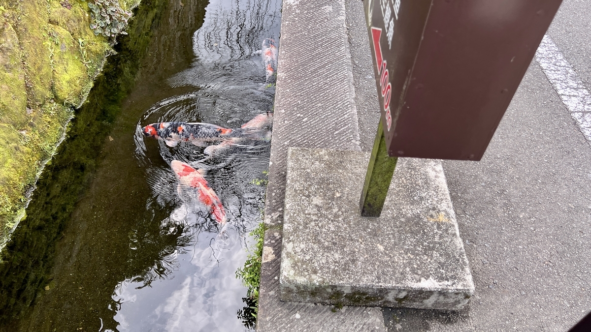 可见水路中游动的鲤鱼风景