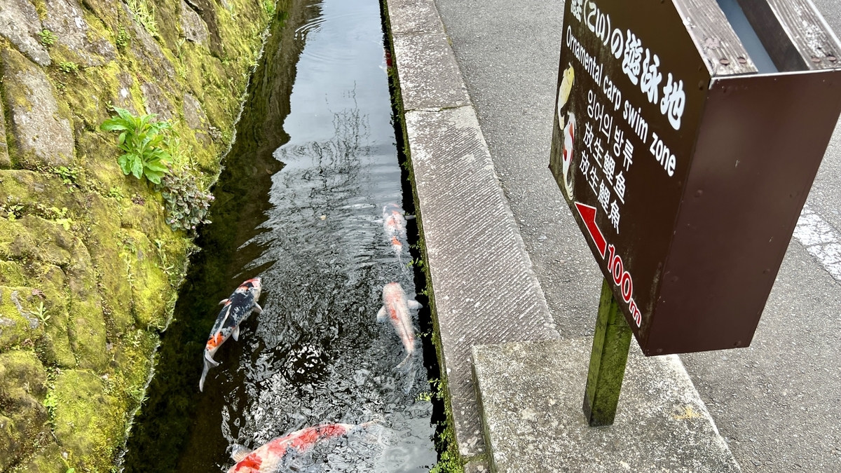 浅水路中优雅游动的多条鲤鱼景象