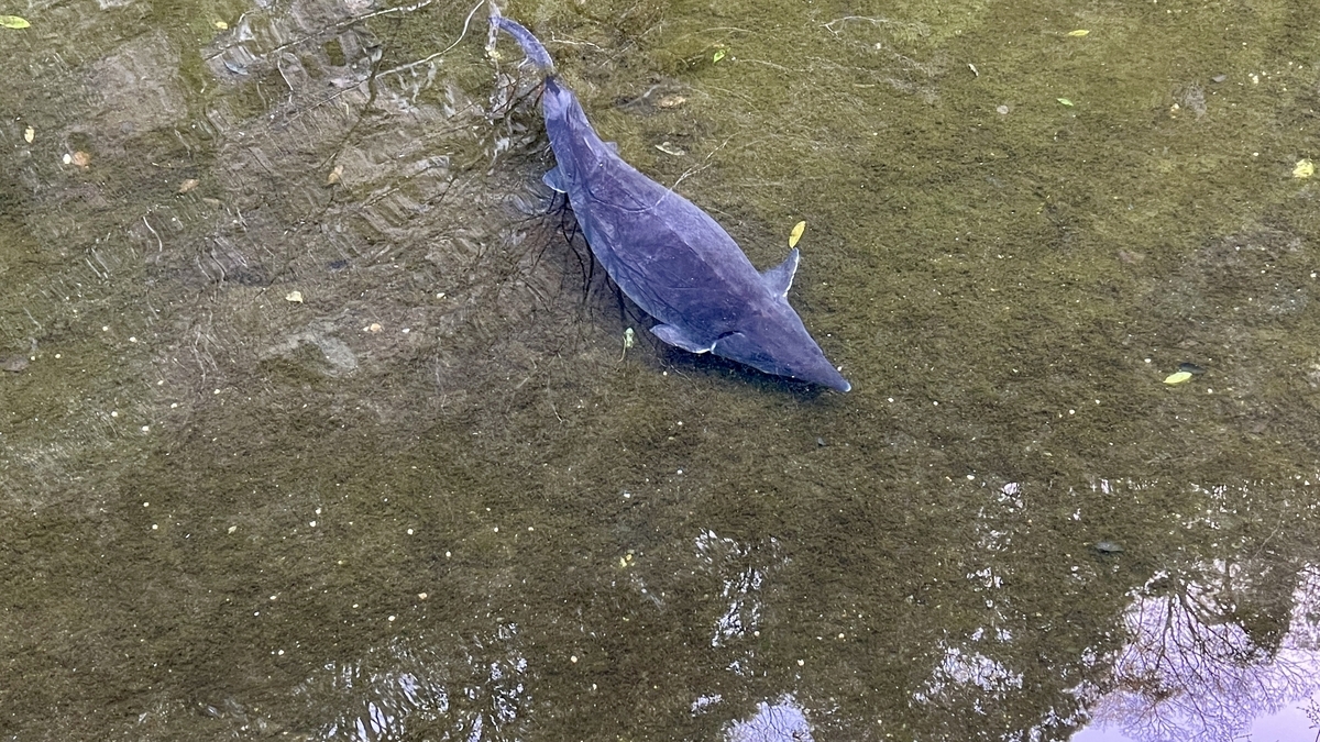 Sturgeon in the pond
