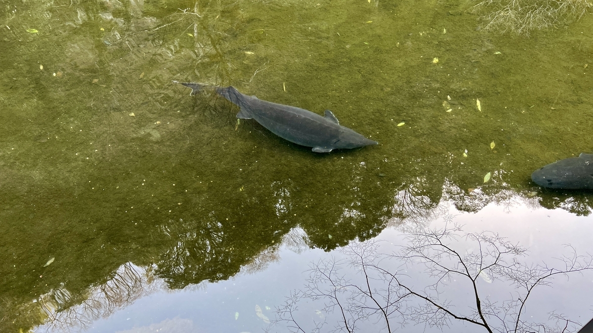 Sturgeon swimming in Onokoro Pond