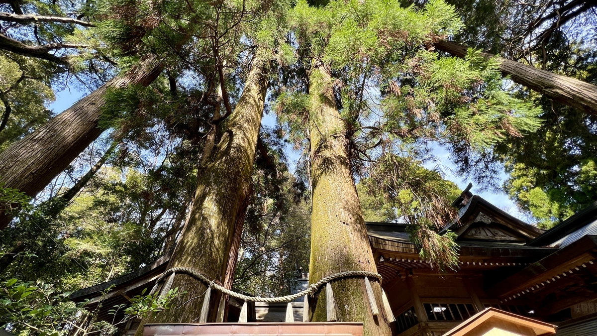 高千穗神社境內的夫妻杉