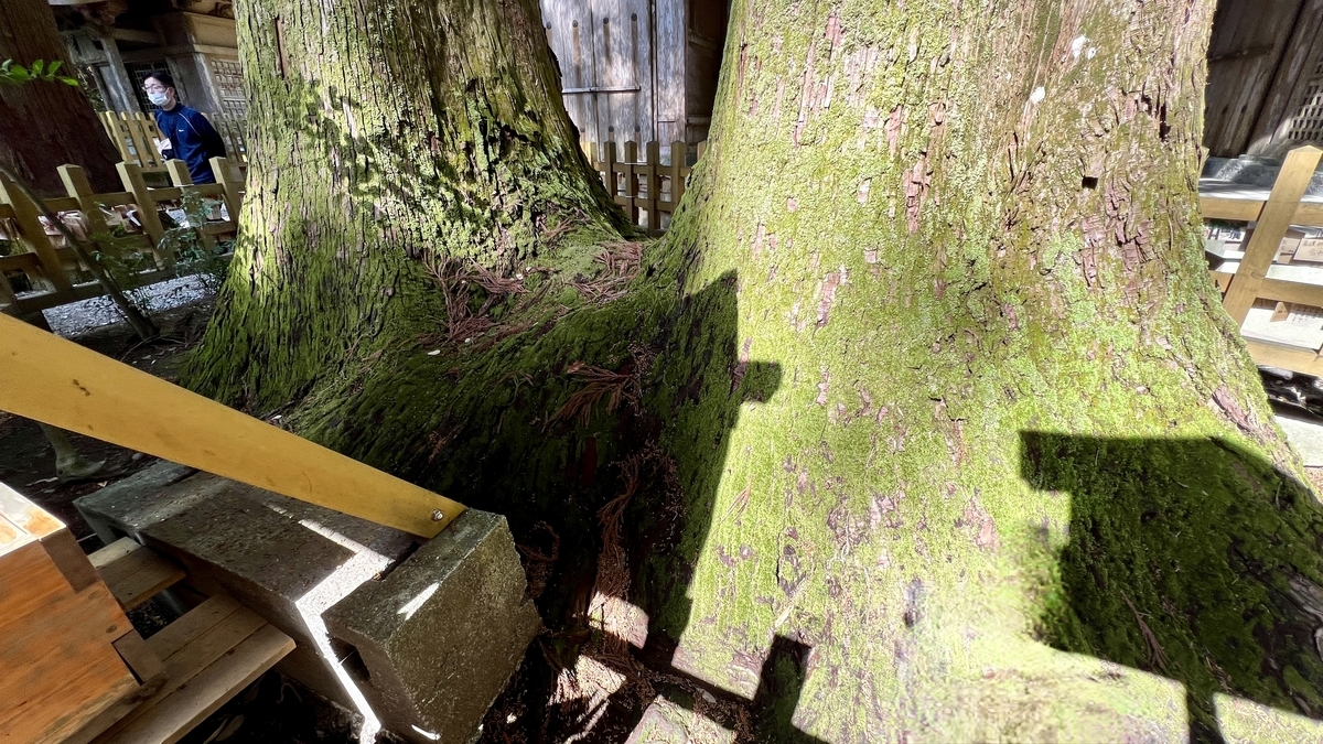 根部連為一體的夫妻杉樹幹