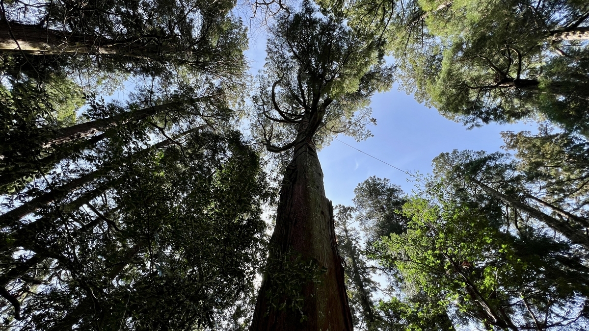 高千穗神社的秩父杉