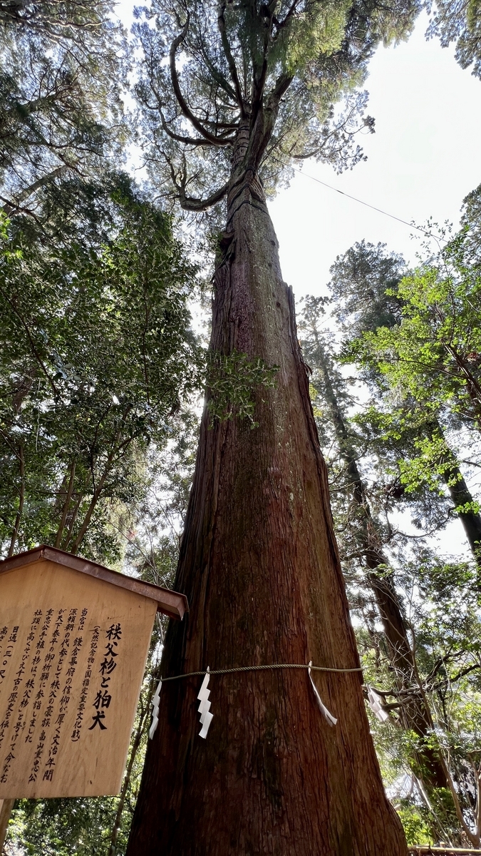 仰望高千穗神社境內的秩父杉