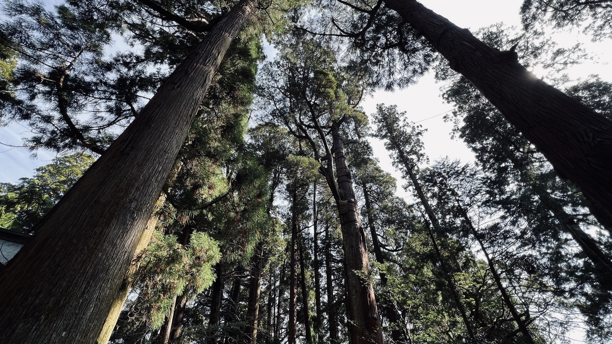 仰望高千穗神社的神木
