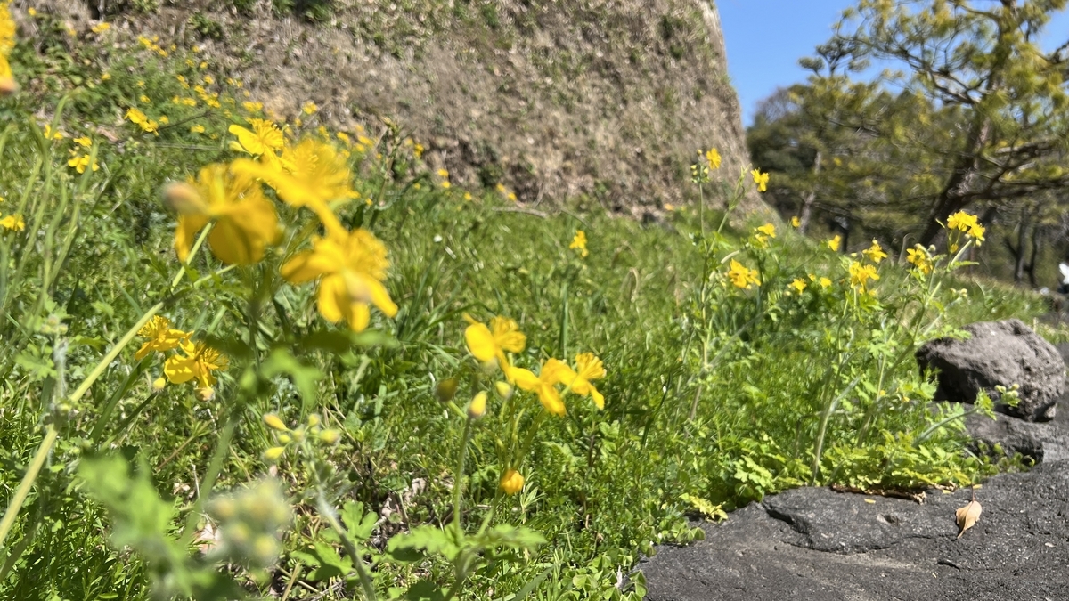 석벽 아래에 핀 노란 야생화