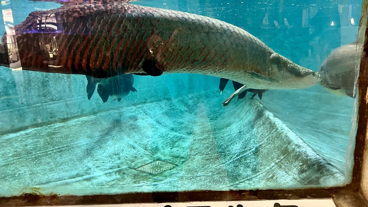 수조를 헤엄치는 거대한 피라루쿠의 옆모습과 큰 비늘