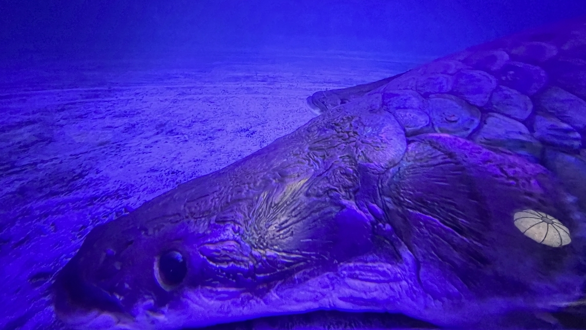 푸른 조명의 수조에서 누워 있는 거대한 피라루쿠의 얼굴과 비늘 질감