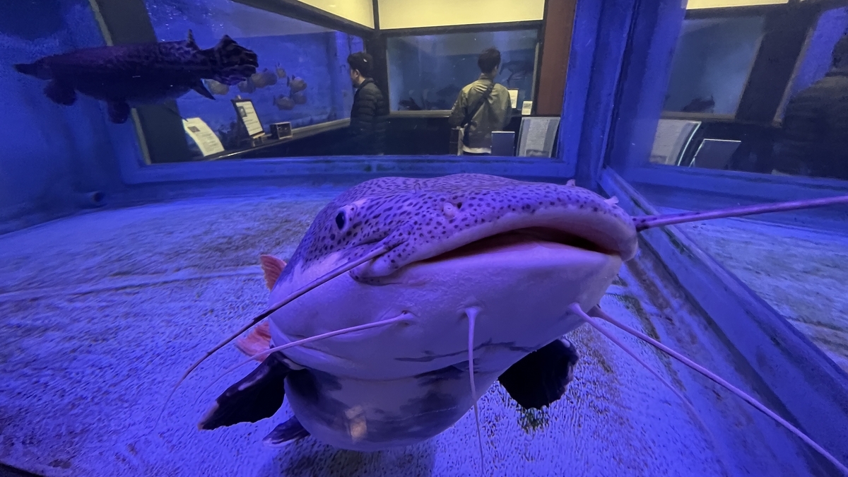 수조 유리에 다가오는 레드테일캣피시의 얼굴과 긴 수염