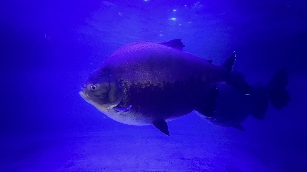 푸른 수조를 헤엄치는 둥근 체형의 콜로소마 옆모습