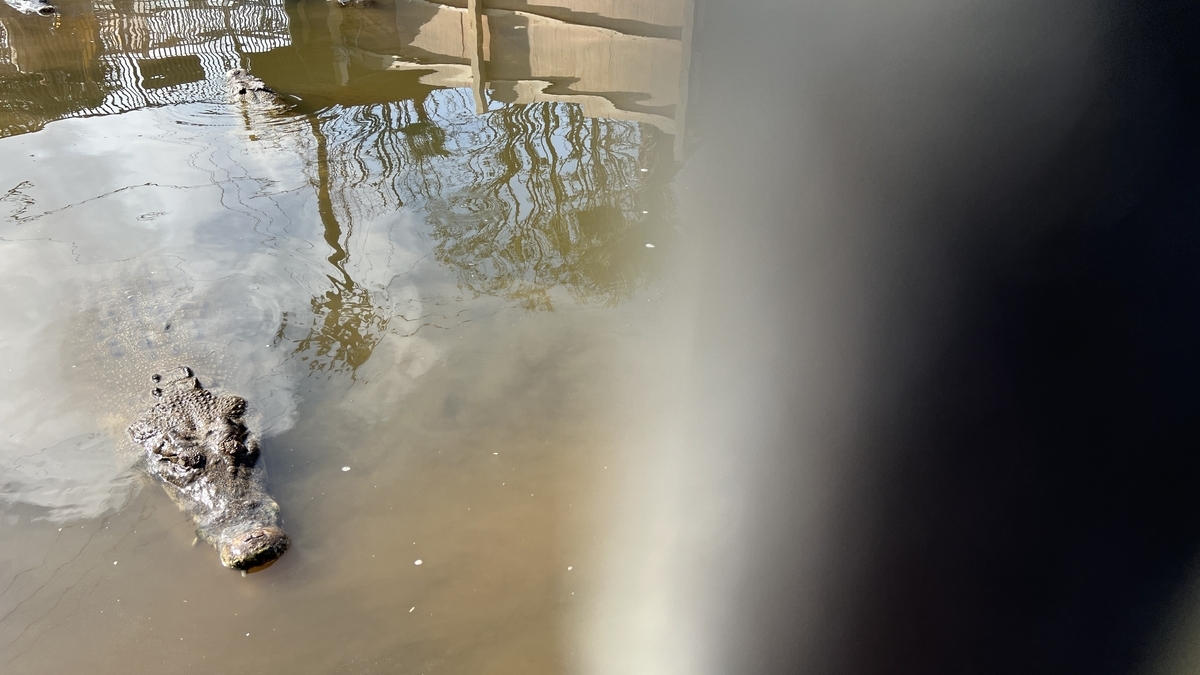 흐린 연못 수면에 떠 있는 악어 얼굴과 긴 주둥이