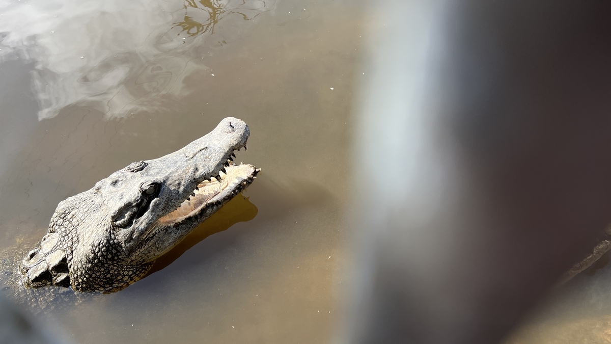 입을 벌려 이빨을 드러낸 악어 얼굴 클로즈업