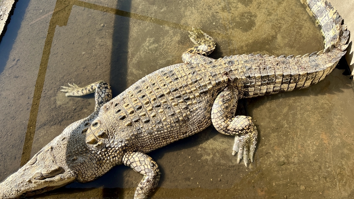 얕은 연못에 누워 있는 큰 악어의 전신과 비늘 무늬