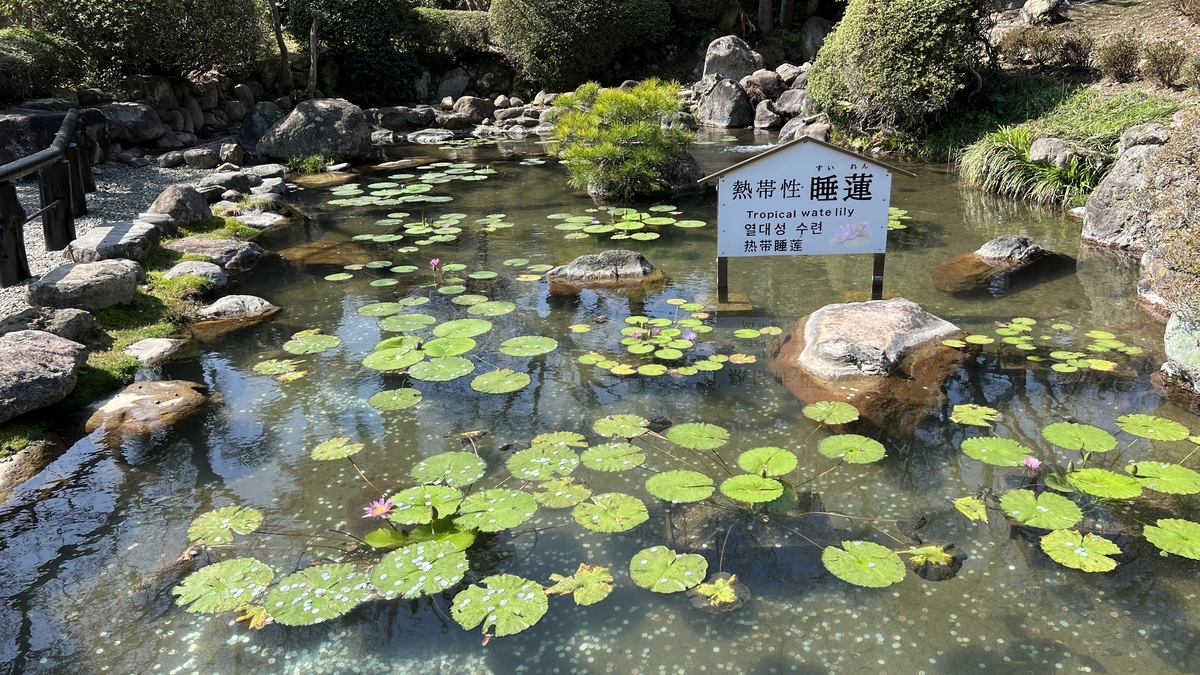 열대성 수련 안내판과 연못에 떠 있는 둥근 잎과 연보라색 꽃