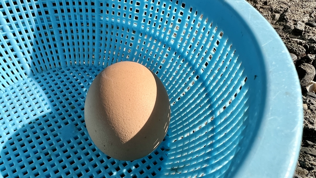 青いザルに一つだけ置かれた地熱蒸しの温泉卵