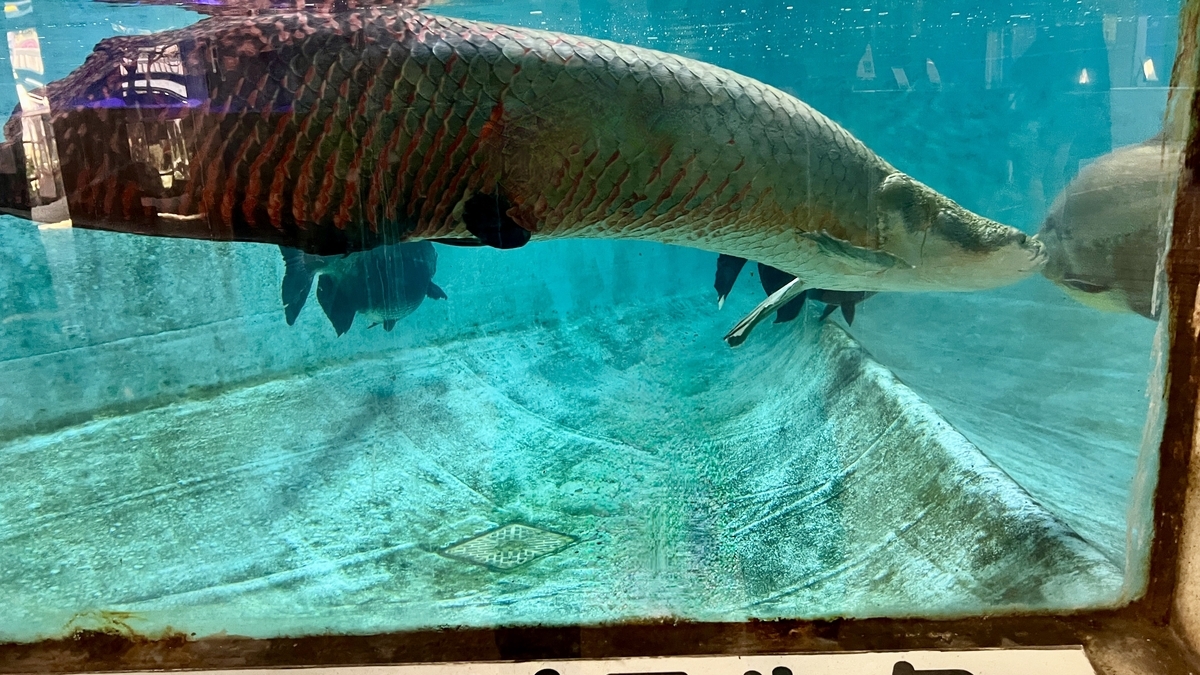 白池地獄の熱帯魚館で巨大魚ピラルクが水槽をゆったり泳ぐ姿