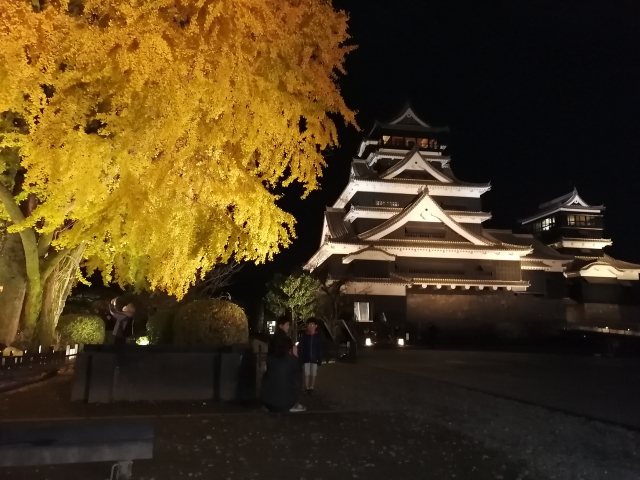 仰望黄叶的大银杏树和灯光秀下的熊本城天守阁的夜景