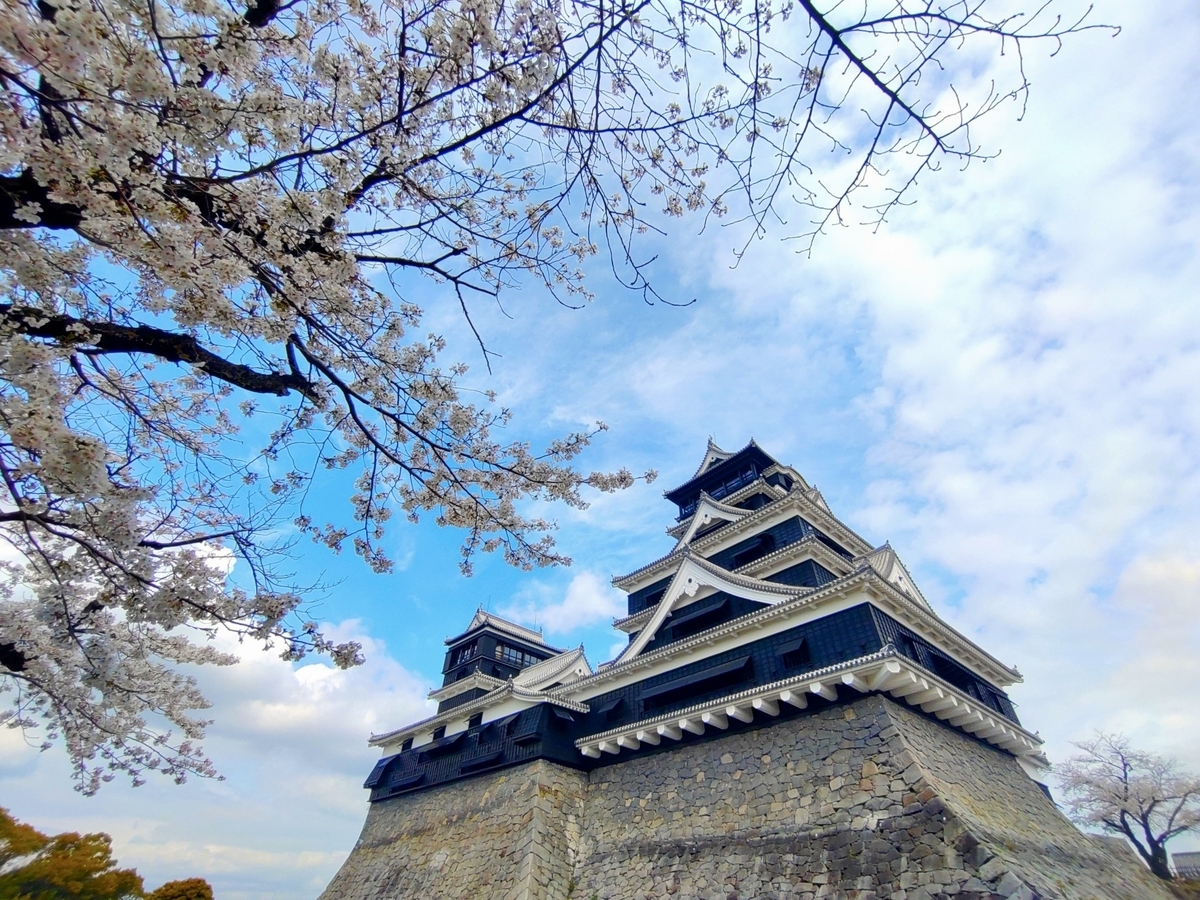 만개한 벚꽃 가지 사이로 올려다본 구마모토성 대천수와 소천수의 석축