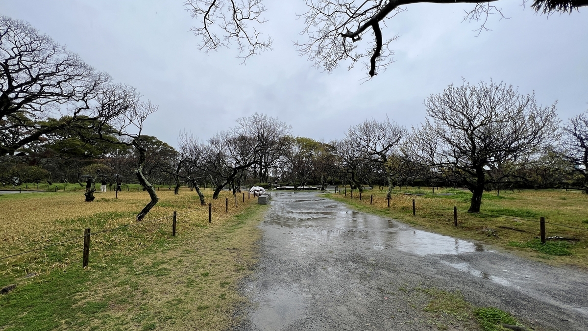 雨後梅園小道和排列的梅樹