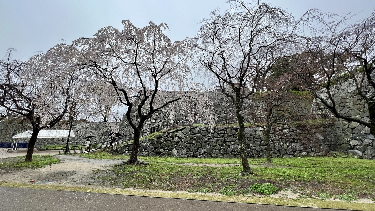以天守台石牆為背景綻放的垂枝櫻和步道