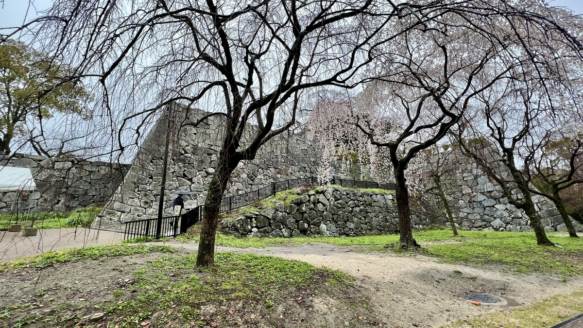 天守台石牆和斜坡上排列的櫻樹以及步道