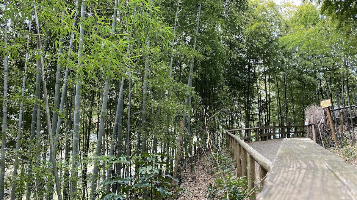 竹林