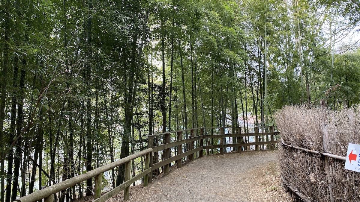 竹林
