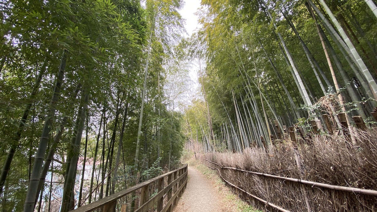 竹林ルート
