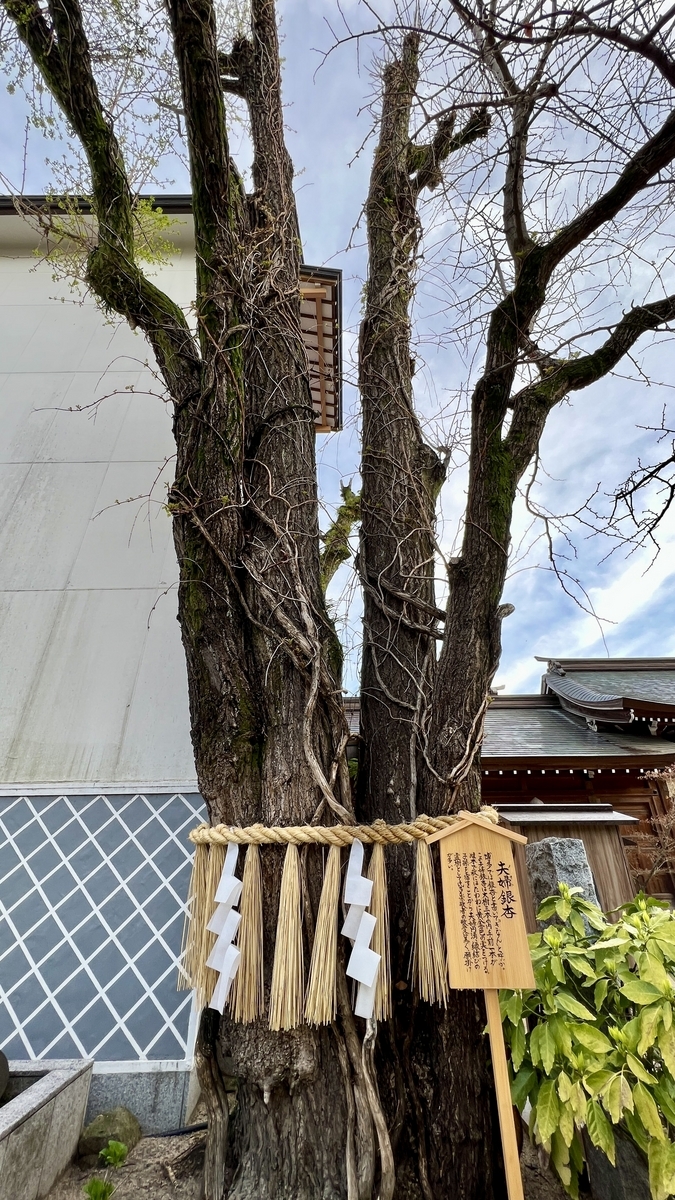 注連縄と紙垂が結ばれた夫婦銀杏の太い幹の正面
