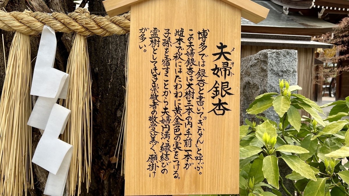 夫婦銀杏の説明が書かれた木札と注連縄の紙垂